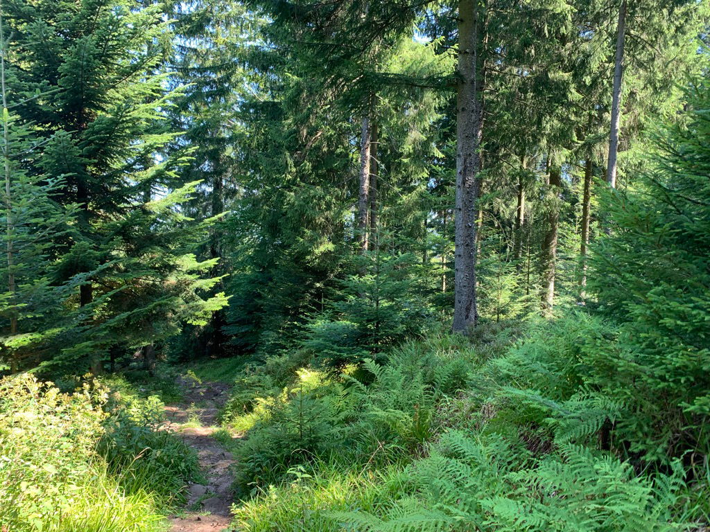 Cómo verificar una tienda online